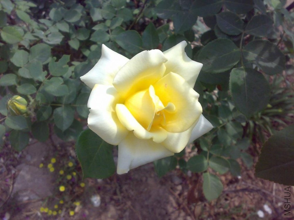 20110524166.jpg