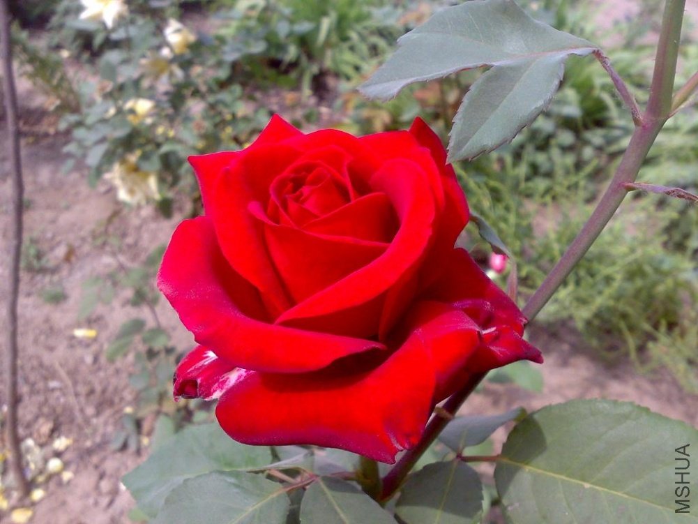 20110524175.jpg