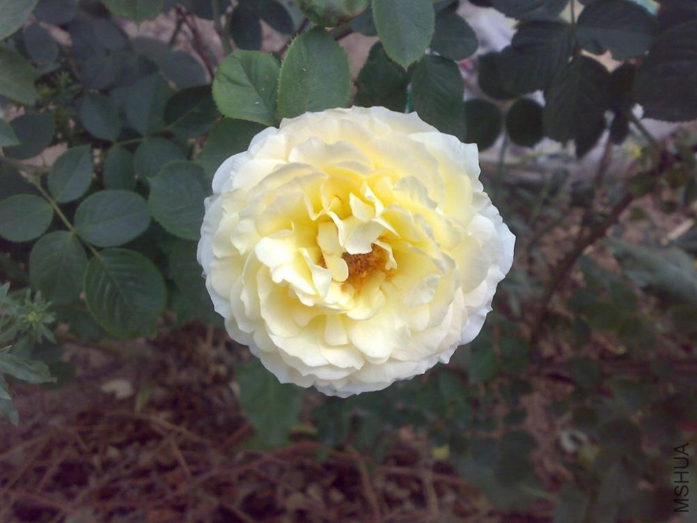 20110524171.jpg