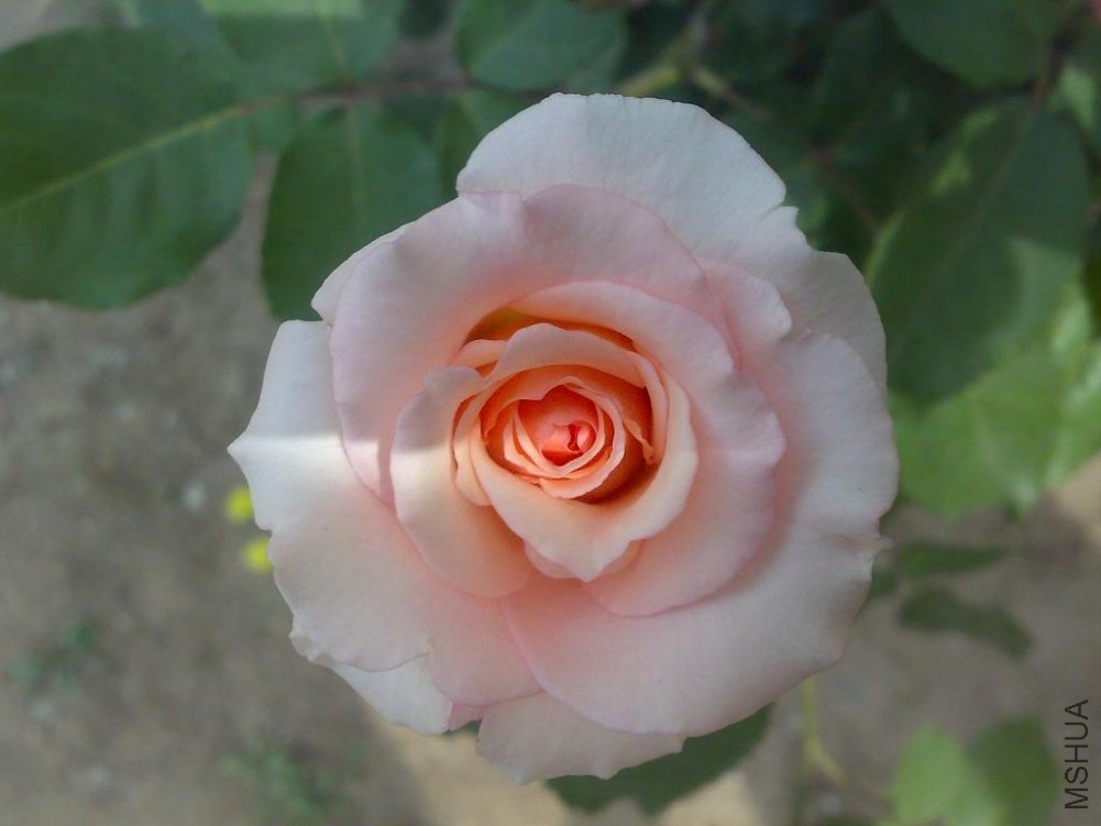 20110524178.jpg