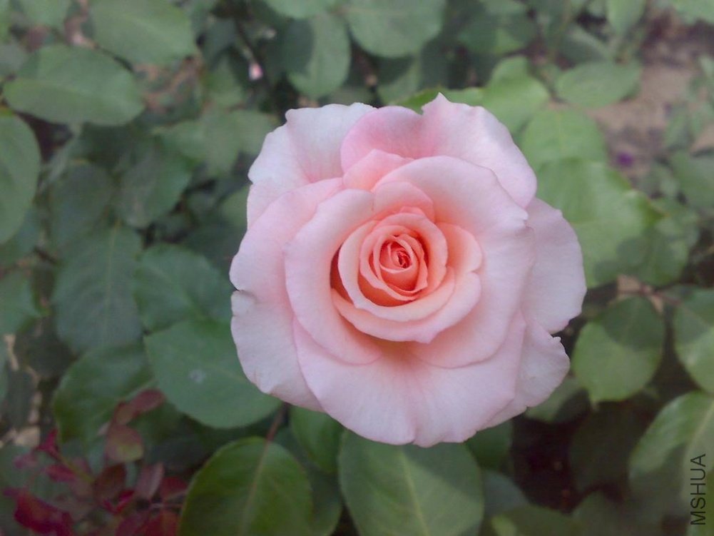 20110524179.jpg
