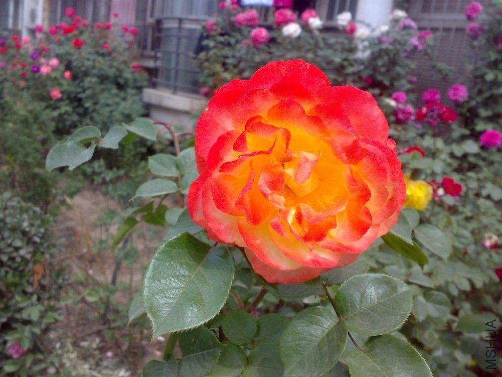 20110524168.jpg