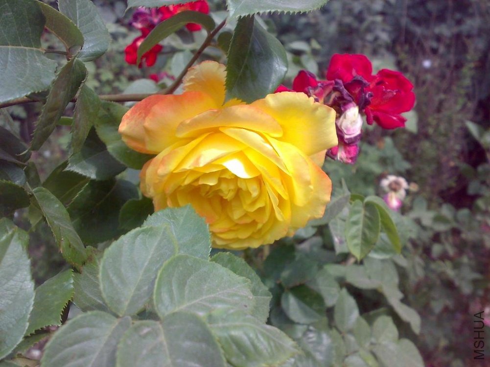 20110524169.jpg