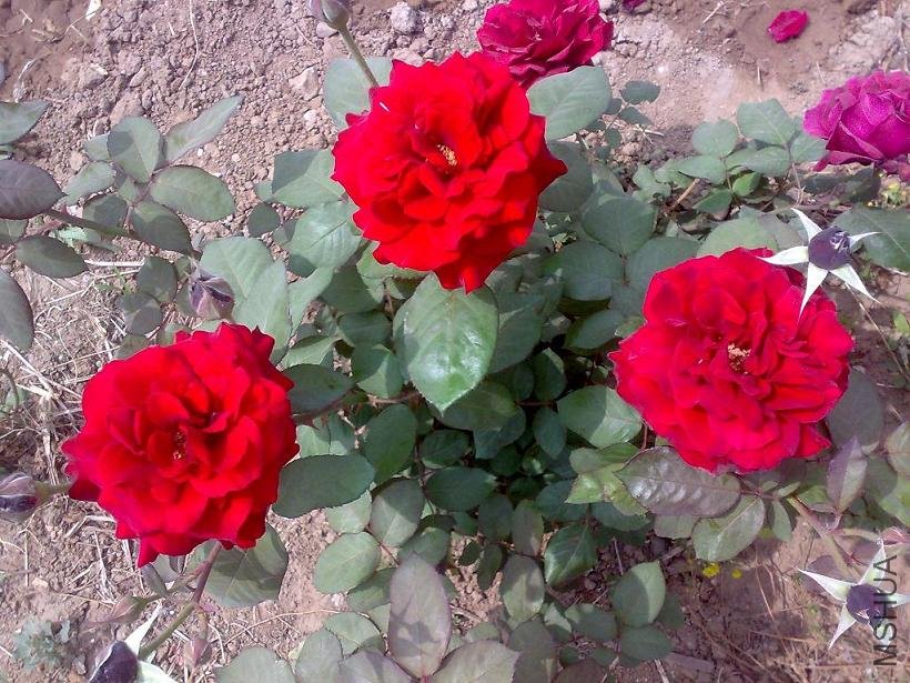 20110524164.jpg