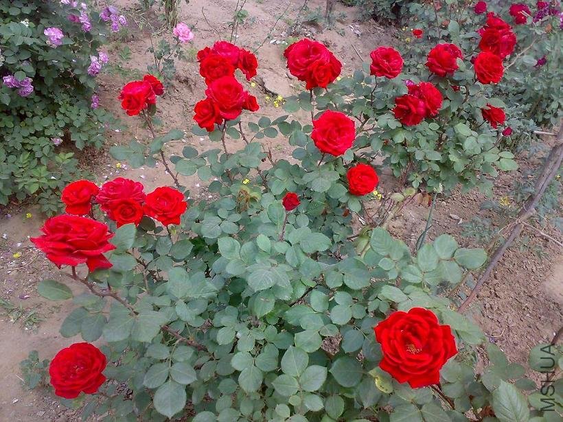 20110524170.jpg