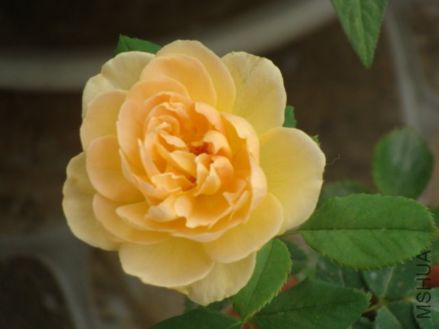DSC00015.JPG