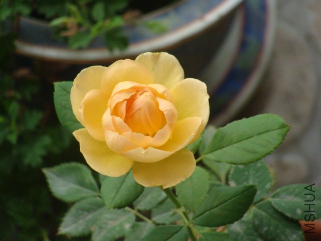DSC00007.JPG