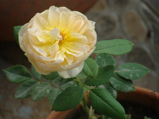 DSC00017.JPG