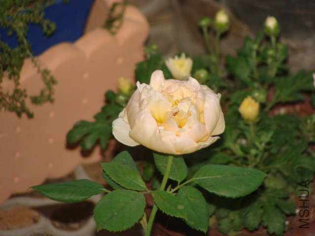 DSC00027.JPG