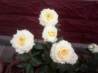 ��Ƭ0189.jpg
