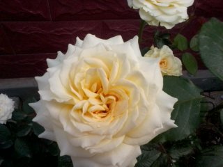 ��Ƭ0190.jpg