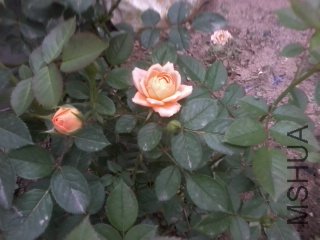 ��Ƭ0194.jpg