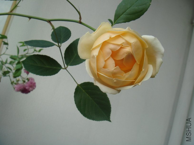 DSC04837.JPG