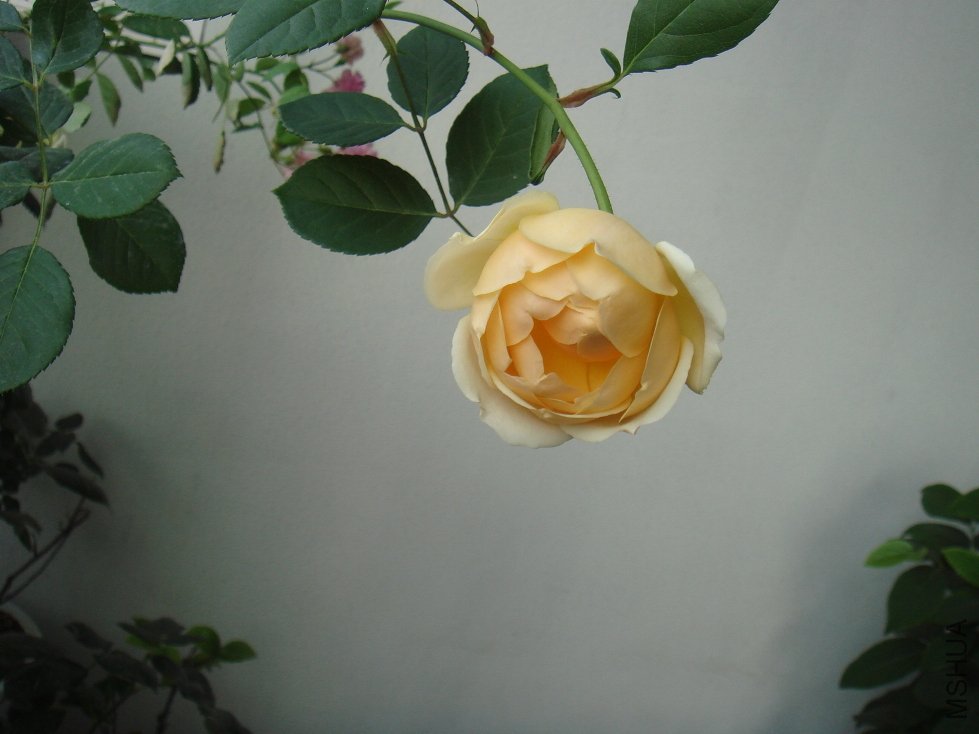 DSC04836.JPG