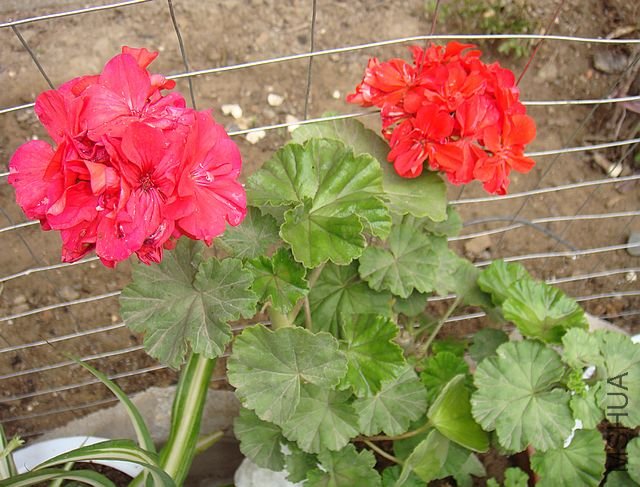 DSC02705.JPG
