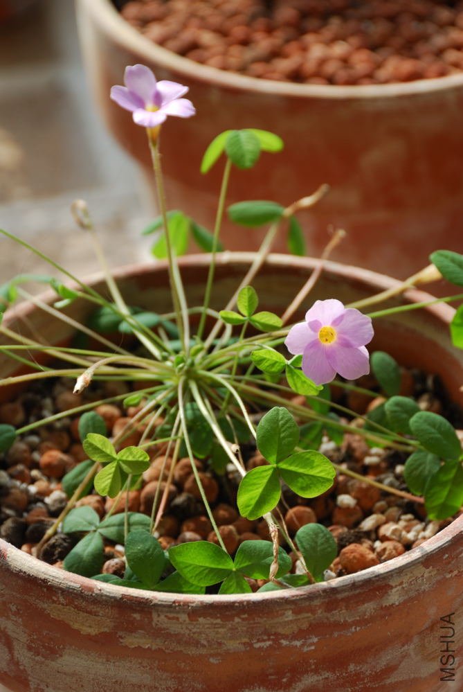 oxalis nidulans_002.jpg