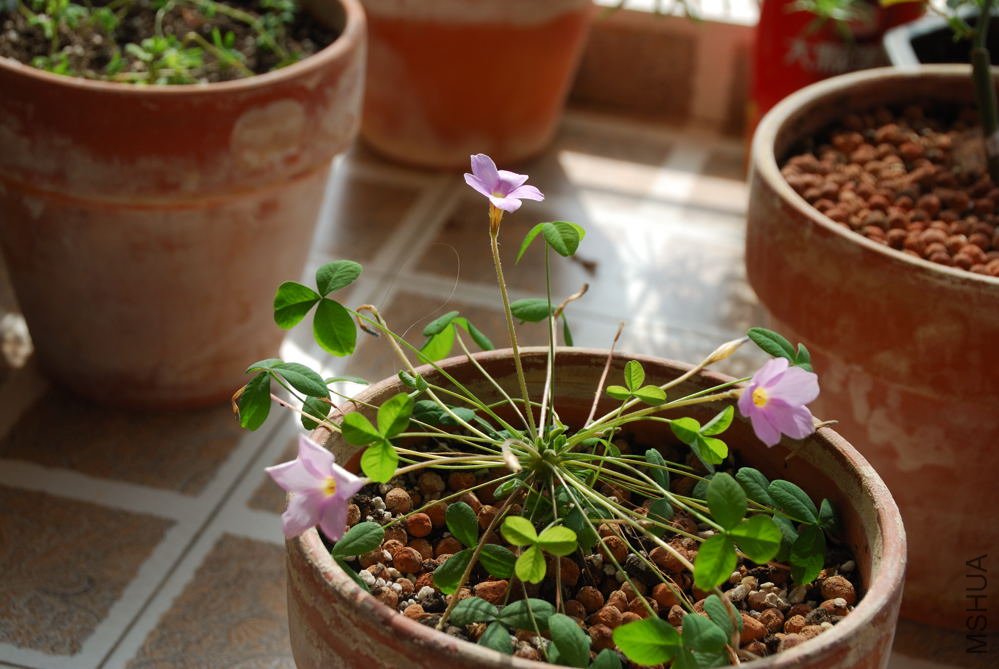 oxalis nidulans_001.jpg