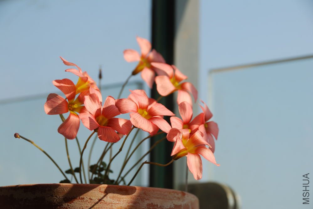 obtusa carol_004.jpg