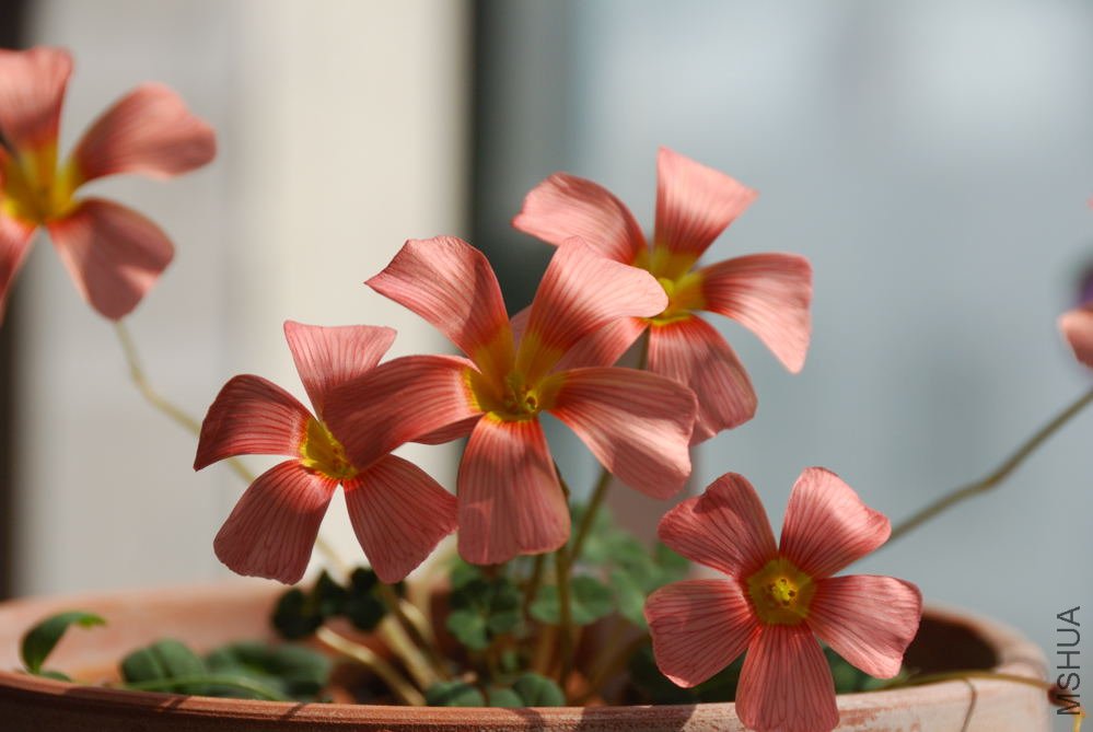 obtusa carol_012.jpg