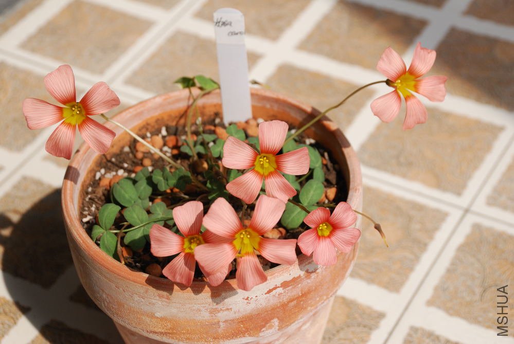 obtusa carol_008.jpg