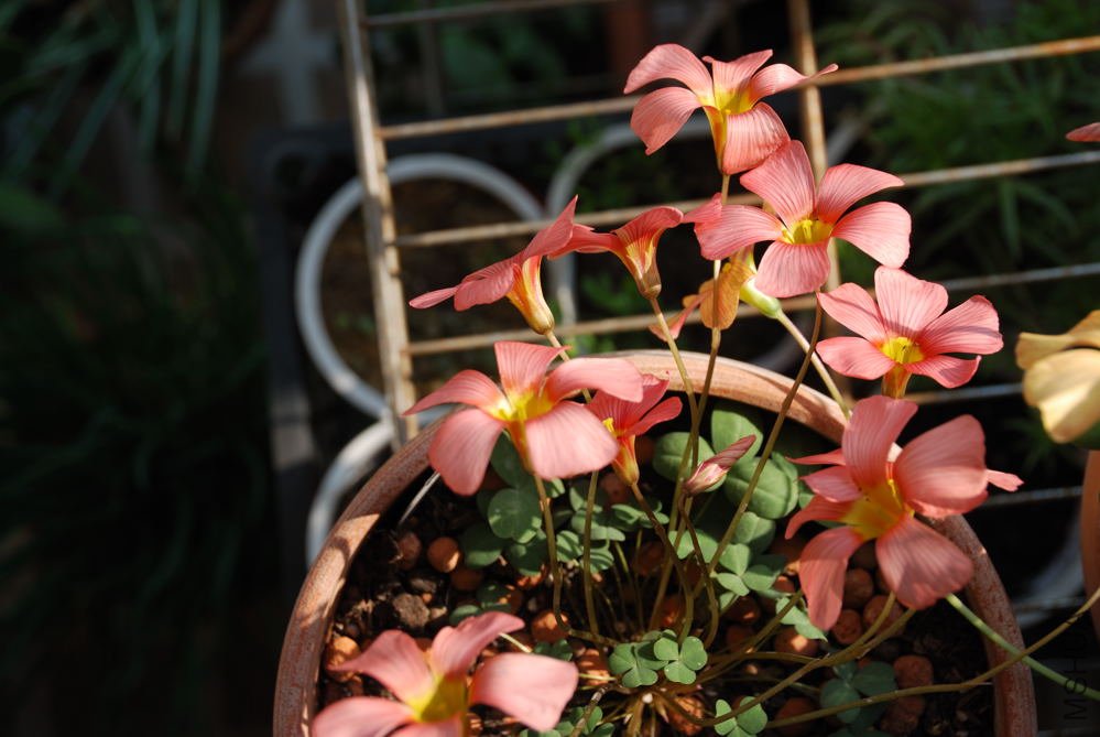 obtusa carol_006.jpg