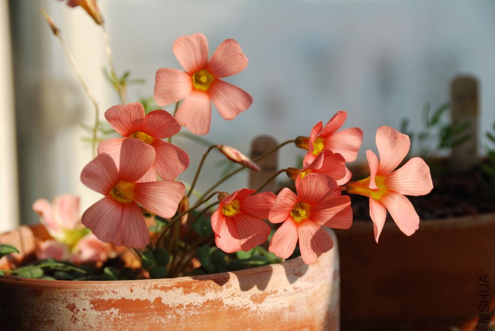 obtusa carol_002.jpg