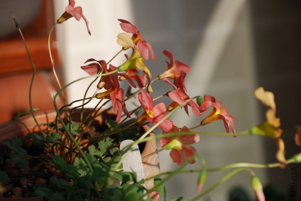 obtusa carol_007.jpg