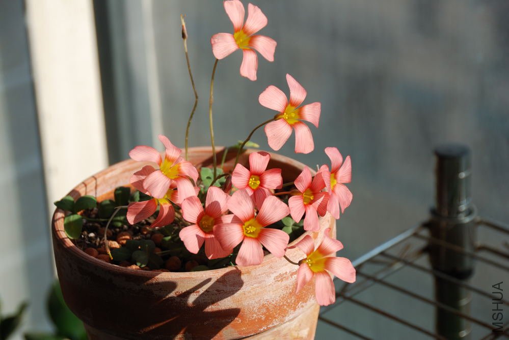 obtusa carol_003.jpg