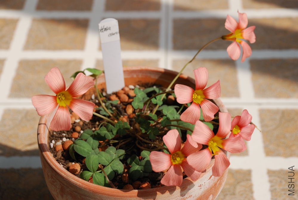 obtusa carol_009.jpg