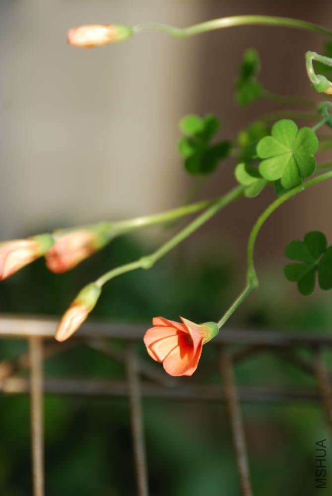 charm orange_001.jpg