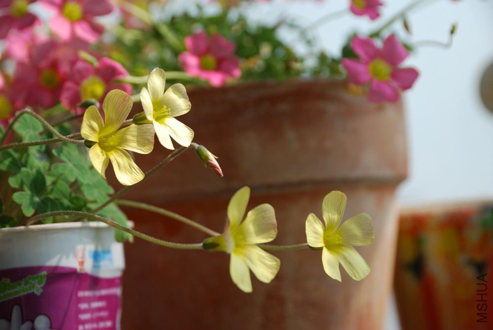 charm yellow_001.jpg