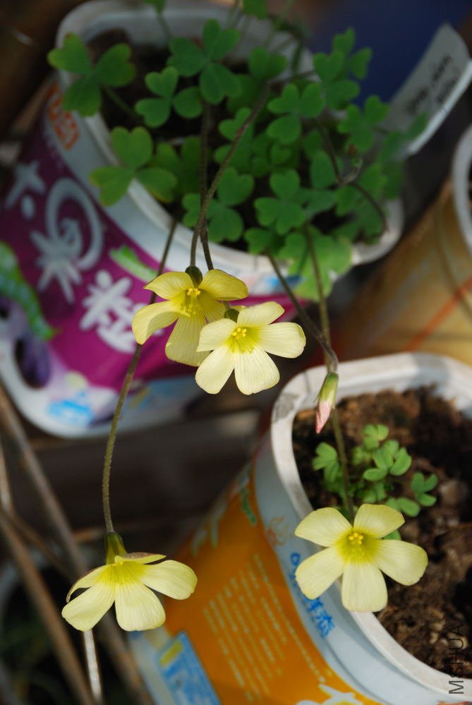 charm yellow_000.jpg