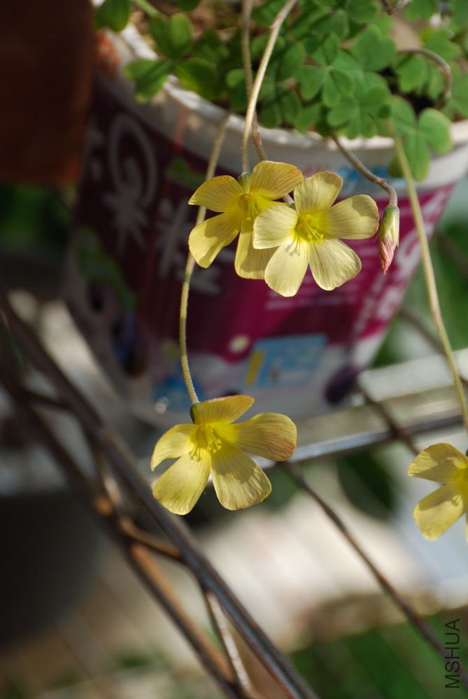 charm yellow_002.jpg