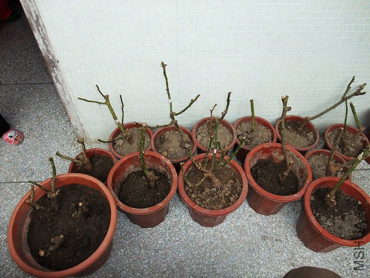 DSCF0707.JPG