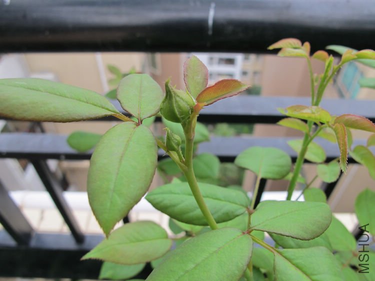 Erin rose����4.jpg