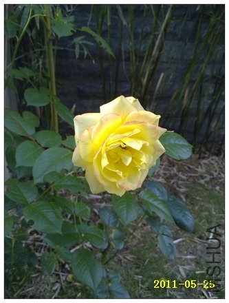 ��ɫ����