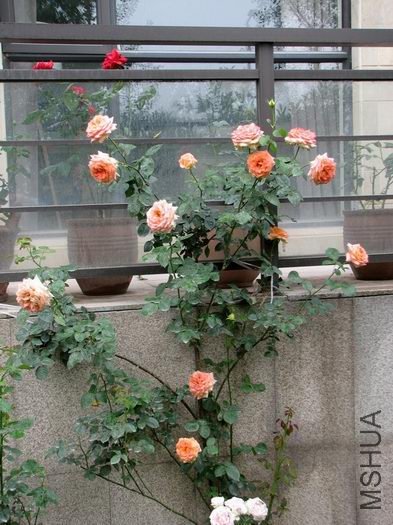 ������С ������С �����ع� IMG_1806.jpg