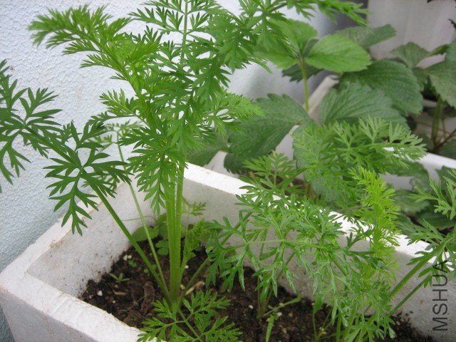 IMG_5006 (640x480).jpg