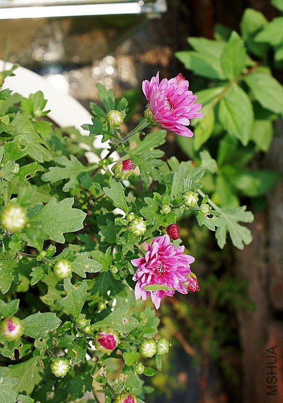 DSC00789.JPG
