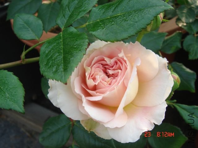 DSC07580.JPG