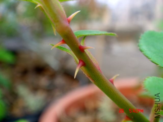 DSC07959.JPG