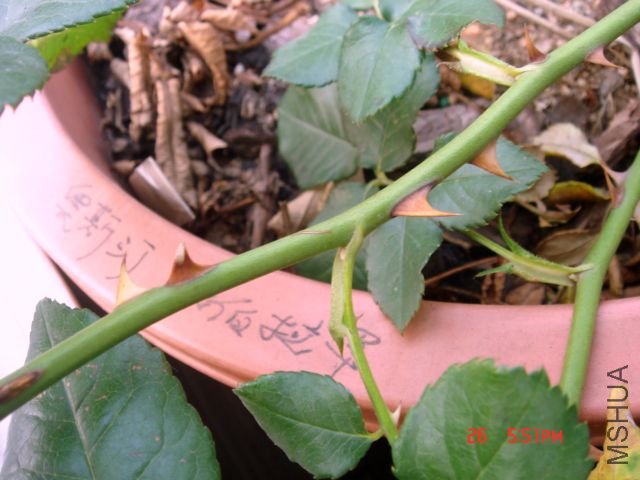 DSC07978.JPG