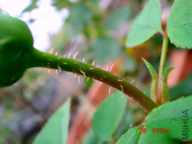 DSC07958.JPG