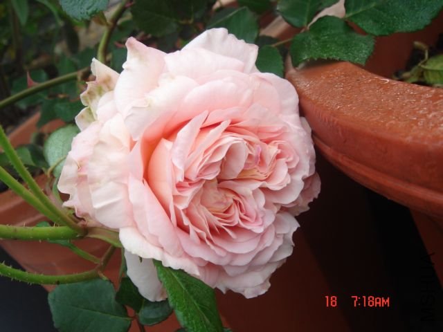 DSC07486.JPG