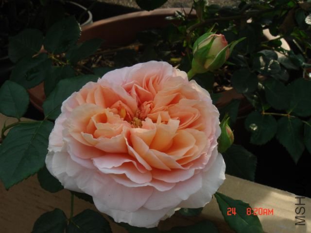 DSC07611.JPG