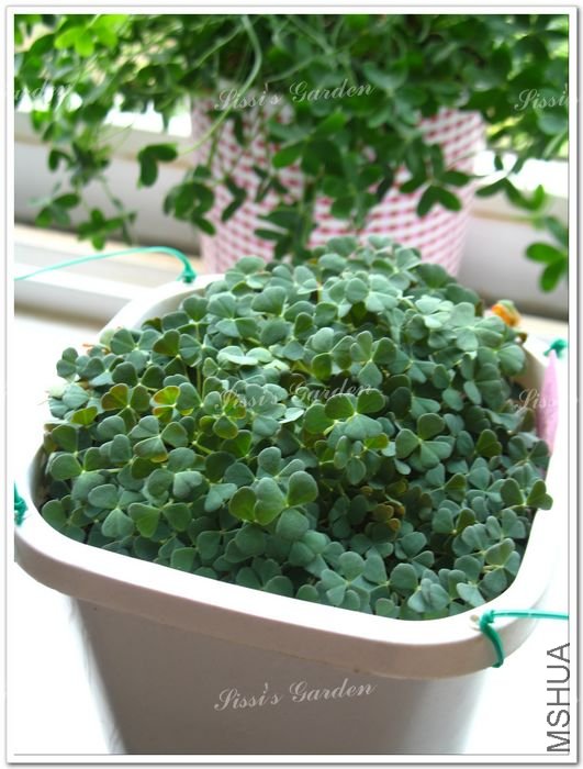 Oxalis pocockiae 1.jpg