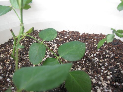 IMG_1827.jpg