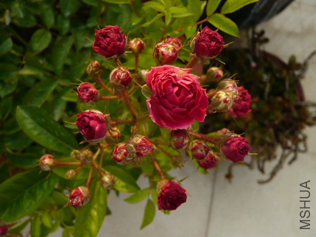 P1020200.JPG