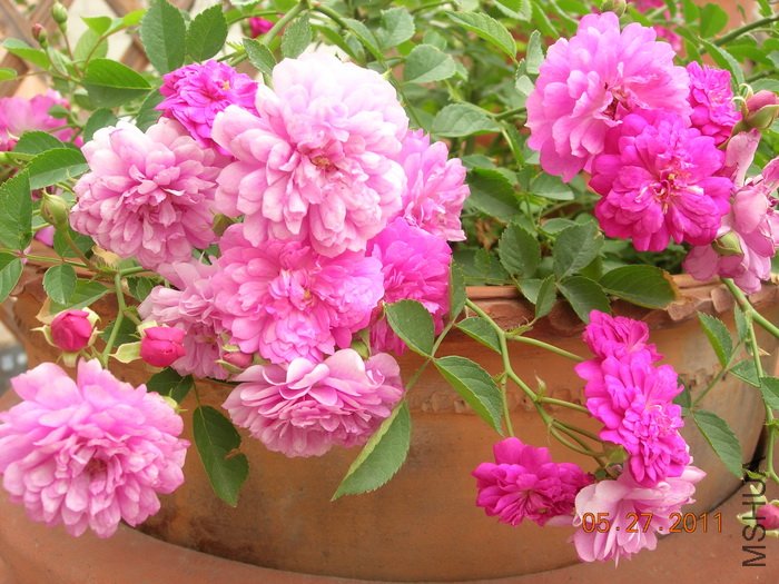 DSCN3884.jpg