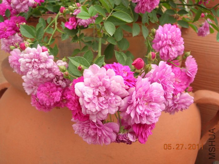 DSCN3885.jpg